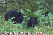 専門家「クマが大胆になっている」