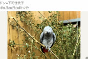 【画像】鳥関係のニュースで1番好きなやつｗｗｗｗｗｗｗｗ
