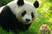 自民党が中国にパンダ外交やった結果ｗｗｗｗｗｗｗｗｗｗ