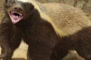 【画像】ドラクエの中盤で出てきそうな敵っぽいクマが発見されるｗｗｗｗｗｗｗｗｗｗｗ