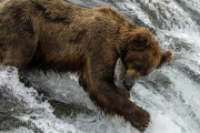 【動画】魚「痛いのはやめて・・・」クマさん「任せろ！」魚「ふう・・・（安堵）」