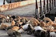 海外「HAHAHA！日本には天国があるんだな！餌を1ダース持って行くぞ！」猫だらけの日本の島が海外で話題に！