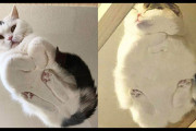 ガラスの上の猫を下からこっそり撮影、ちょっと不思議な猫の裏側の写真21枚