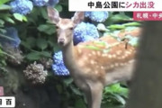 【大爆笑】日本第4の都市・札幌の中心部、ヒグマに続き『シカ』まで出現し始める
