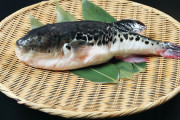 日本のフグ料理、世界のやばい食い物ランキングで見事1位を獲得