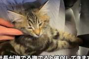会社作って社長を猫にしようと思う