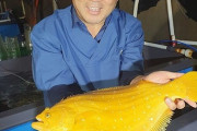 【キム・ヒラメ】2020韓国海洋水産科学技術賞大賞に輝いた「黄金ヒラメ」…世界で唯一養殖 日本から持ってきた受精卵を国産化