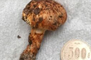 味も香りもマツタケそっくり！ 赤穂で珍種キノコ発見