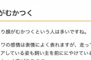 【画像】まとめサイト「チワワがムカつく理由を調べてみました！」