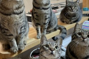 【ねこ画像】猫さんから伸びる長い影…あれ？これはもしかして黒猫さんwww