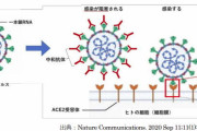 富山大学ら、コロナの変異株を防御できるスーパー中和抗体の生成に成功