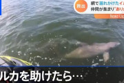【動画】イルカさん、救出してもらいお礼までする