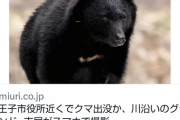 【悲報】ついに八王子市役所まで熊さん襲来