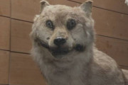 【画像】絶滅したニホンオオカミの剥製が展示されるもなんか顔が怖いωωωωωωωωω