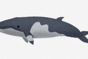 ワイ「クジラ食べたことある？」10代「ない」20代「ない」30代「ない」