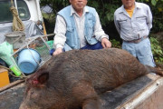【画像】つくばで巨大イノシシ捕獲される
