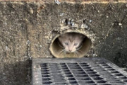 排水溝に猫詰まってたから引っこ抜いた