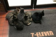 【悲報】セブンイレブンの店前に猫