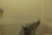 【悲報】ワイ家ネッコ、風呂に落ちる（※画像あり）