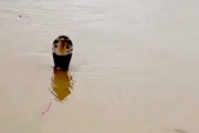 【動画】中国洪水で養蛇場から毒コブラを含む900匹の蛇が逃げ出して噛まれた1人が死亡。