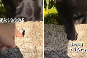 猫が手を貸してくれた！子供が狭い穴に落とした鍵を取り出してくれた猫