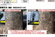 【画像】中古車販売店の前の街路樹、ドリルで穴を開けられ塩化ナトリウム薬剤をぶち込まれる