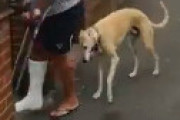 【動画】 飼い犬の歩き方がおかしいので動物病院に連れていくも異常なし ⇒ ・・まさかの事実が判明