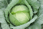 【平年の3倍】キャベツ高騰！スーパーで千切りが人気急上昇中！