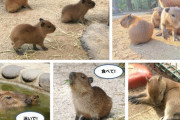 【福岡】カピバラ３つ子の赤ちゃんが海の中道海浜公園で誕生