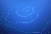 【画像】全長120mの超巨大な生物が深海で発見される