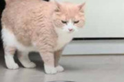 ネコはで少し待っていた。飼い主さんが起きてくる → 猫はボウルをこうします…