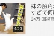 ワイYoutuber「コンビニ弁当食べてみた！」←8000再生 クッソつまらんネコの日常←30万再生