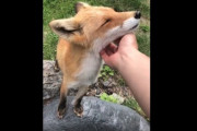【動画】彡(^)(^)「おっキツネやんナデナデしたろ」