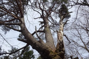 【悲報】推定樹齢600年、日本一太いマツ枯れる…原因不明