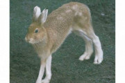 【画像】北海道にしか生息していない美脚すぎるウサギ
