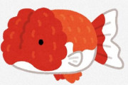 【画像】金魚とかいう最強のペットww