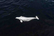 北極のシロイルカがカリフォルニアの海に出没、科学者ら困惑　生息地から4000キロ、原因は不明