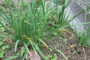 河川敷から野生のニラを少し多めに採ってきた