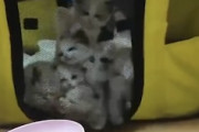 【動画】お腹をすかせた6匹の子猫たち、必死過ぎてワロタｗｗｗｗｗ
