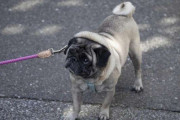 愛犬の「パグ」を店の外につないで買い物へ…他人を噛んだらどうなる？