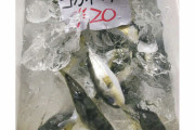 千葉の鮮魚店が毒を除去せずフグを販売「販売してはいけないという知識がなかった」