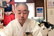 猫を複数飼ってると食事がこうなるｗｗｗｗｗｗｗｗｗｗｗ