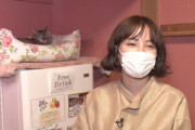 広瀬すず、人生初の保護猫カフェを訪問「昨日からウズウズしてました」