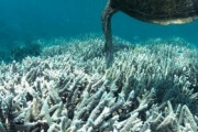 【マジかよ】世界中のサンゴ礁、2100年までにほぼ全滅の恐れ