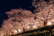 去年の春ごろ、散りかけの夜桜を二人で見に行った。