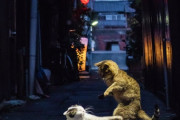 外国人「日本の路地裏で喧嘩してる猫が格闘ゲームみたいだ！」