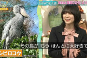 ハシビロコウ大好きアイドル櫻坂46森田ひかる、動物キュンかわ写真を放出【沼にハマってきいてみた】