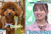 【日向坂46】メンバーの愛犬が可愛すぎる件w それぞれの持ち芸も発表！
