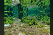 海外「すげー綺麗…まるで別世界にいるように感じる」名水百選に選ばれるほどの天然湧水（海外の反応）