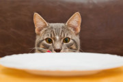 餌が残っているのに食べなくなる猫、原因は器とヒゲか